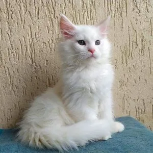 Milo – charming white maine coon kitten for sale