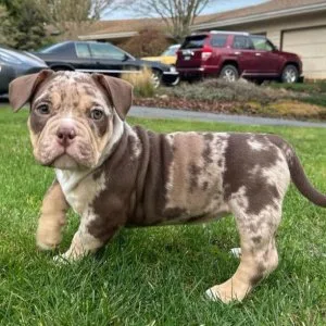 Lyla (female) $950 merle pit bully)