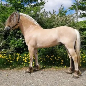 Norwegian fjord horses