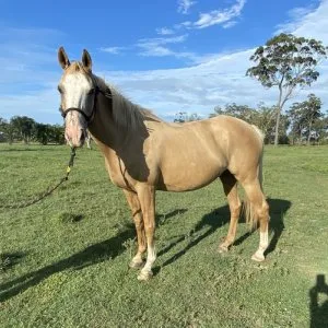 Palomino mare for sale