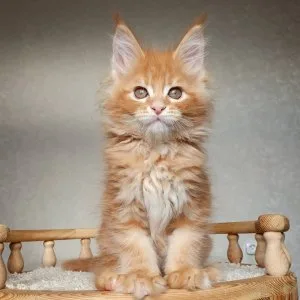 Nico– red tabby male maine coon kittens for sale