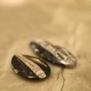 Harness ancient earth energy with orthoceras fossils