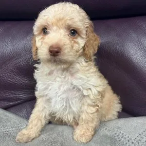 Cockapoo puppies ready 1 aug
