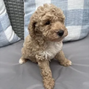 Toy poodle pups/licensedbreeder/fullyhealthtested