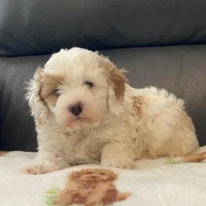 Stunning, unique, parents health tested, cavapoo pups