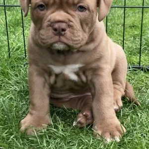 Bulldogs pups for sale, 