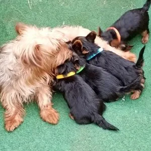 Yorkshire terrier puppies