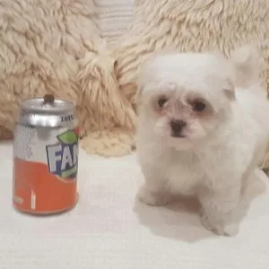 Chi-poo puppies (chihuahua x toy poodle)
