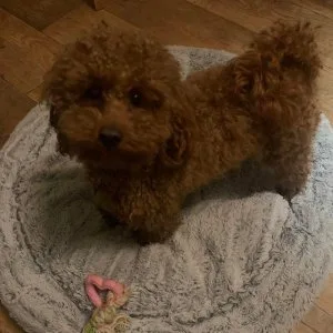 Extensively health tested deep red toy poodle stud