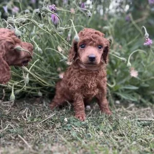 Beautiful kc registered red miniature poodle puppies