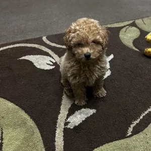Pocket-sized love&personality: meet our toy poodle