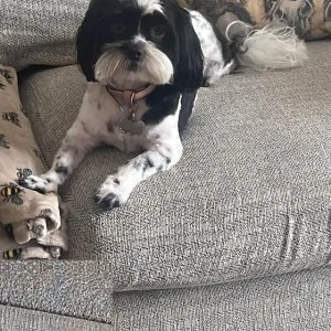 Looking to rehome my shihpoo