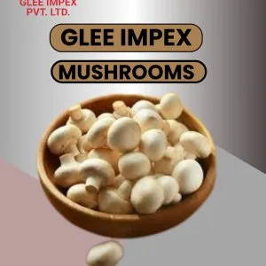 Best mushroom exporter in india | glee impex pvt ltd