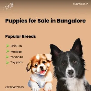 Healthy puppies in bangalore – aubreecoin