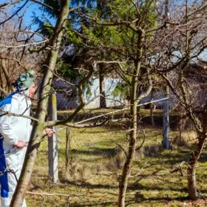 Arboricultural pest & disease control specialists