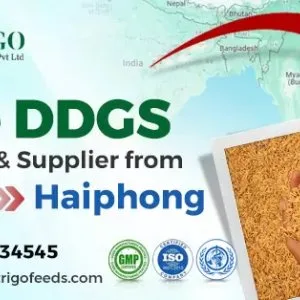 Best rice ddgs exporter & supplier from india to haiphong