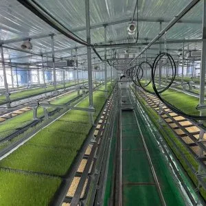 Hydroponic fodder system for feeding livestock