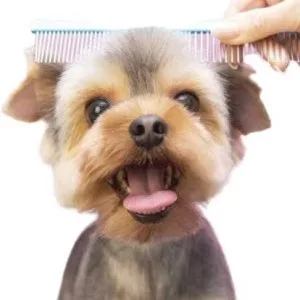 Dog grooming near me in hyderabad - thepetnest
