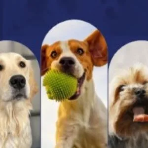 Vet doctor online - thepetnest
