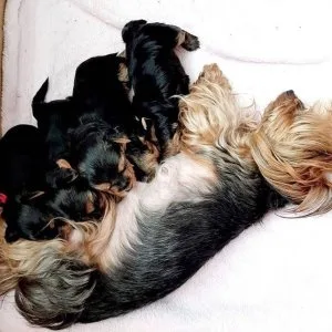 Yorkie puppies for new homes