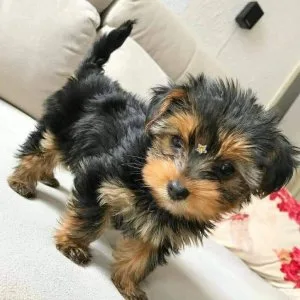 13 weeks old yorkie available for new homes