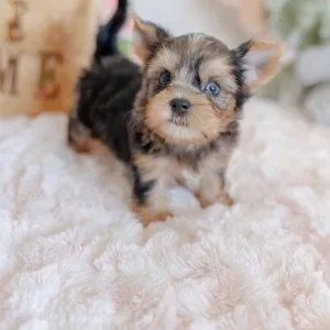Ready for adoption 🐶❤️ meet our adorable yorkie puppies