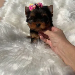 Female yorkie puppies ready for adoption