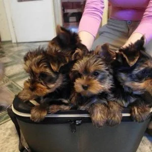 Yorkie puppies available for adoption