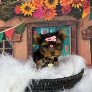 Yorkie puppies for adoption