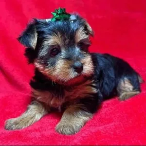 🐾 meet rex — our sweet 11week-old yorkie looking for home