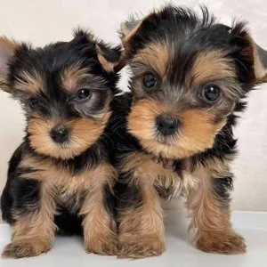 Affectionate teacup yorkie puppies