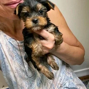 Yorkie puppies available