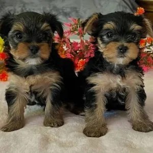We have beautiful teacup yorkies ready for adoption