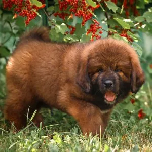 Adorable tibetan mastiff puppies for sale