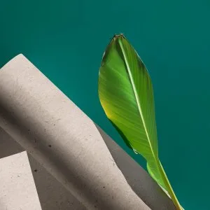 Eco-friendly papers | sustainable paper by bluecat paper