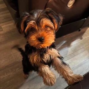 Teacup yorkie puppies