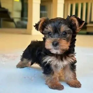 12 weeks old teacup yorkie puppies