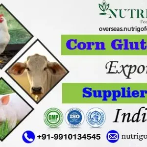 Trusted corn gluten feed exporter from india to vietnam