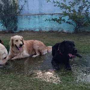 Best dog play school in gurgaon - outdoor freedom & care
