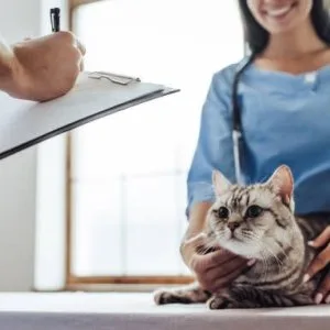 Treatment for cat itchy skin in ontario