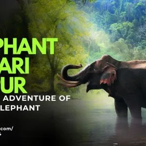 Elephant safari jaipur the ultimate adventure for nature