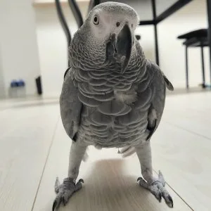 Welcome to silver ridge bird farm