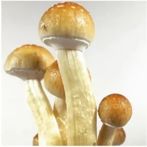 High-quality golden teacher spores – shop now