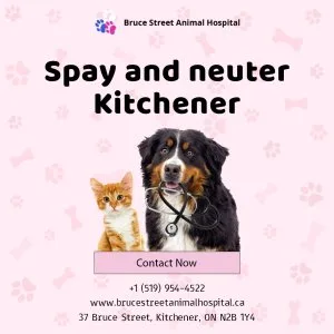 Spay and neuter clinic in kitchener