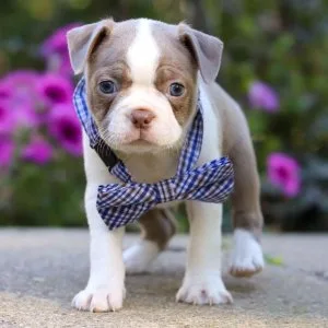 Adorable boston terrier puppies – ready for homes