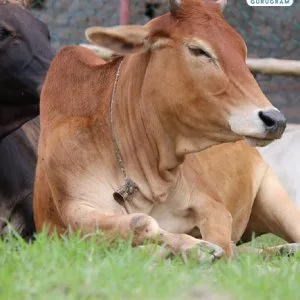 Gau seva