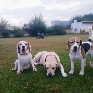 Safe & trusted dog boarding in gurgaon