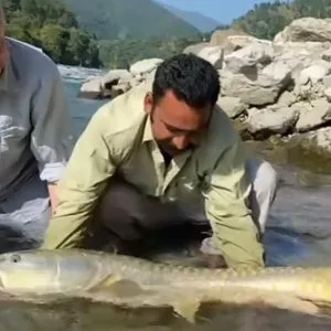 Mahaseer fishing camps