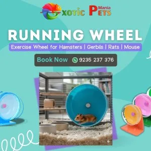 Qpets hamster wheel – rabbit & small pet running wheel