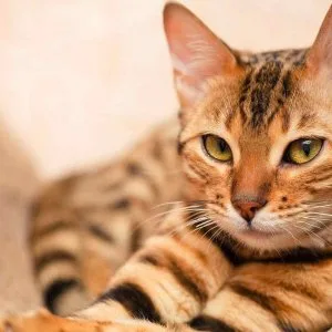 Pet relocation services in mumbai - lac relocations